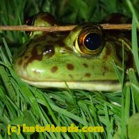/home//u458753944/public_html/sourcegallery//Frogs/More bullfrogs/P6080143.JPG